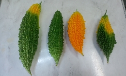 中庭でとれたゴーヤーです