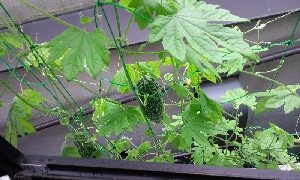 ゴーヤーのカーテン